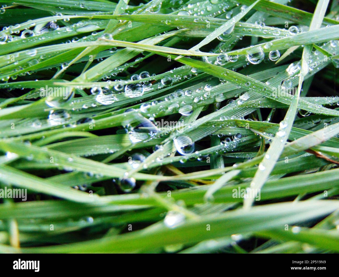 raindrops on the grass - macro Stock Photo