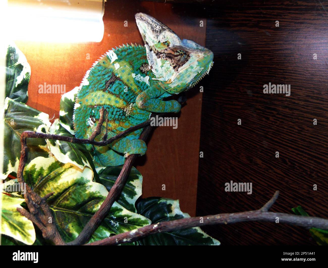 a green cameleon in a cage Stock Photo