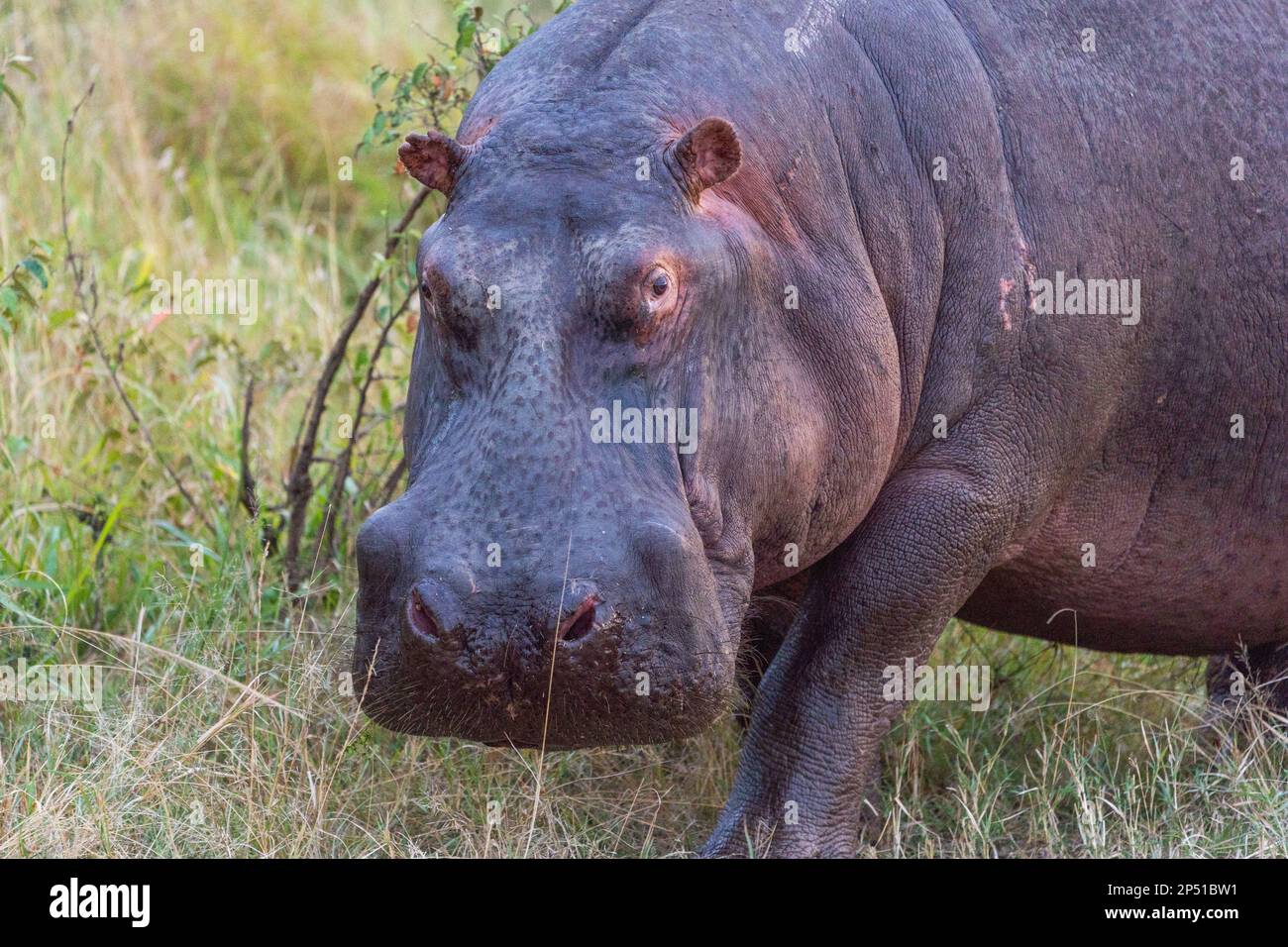 Hippo out of water looking angry closeup portrait in Masai Mara Kenya Stock Photo