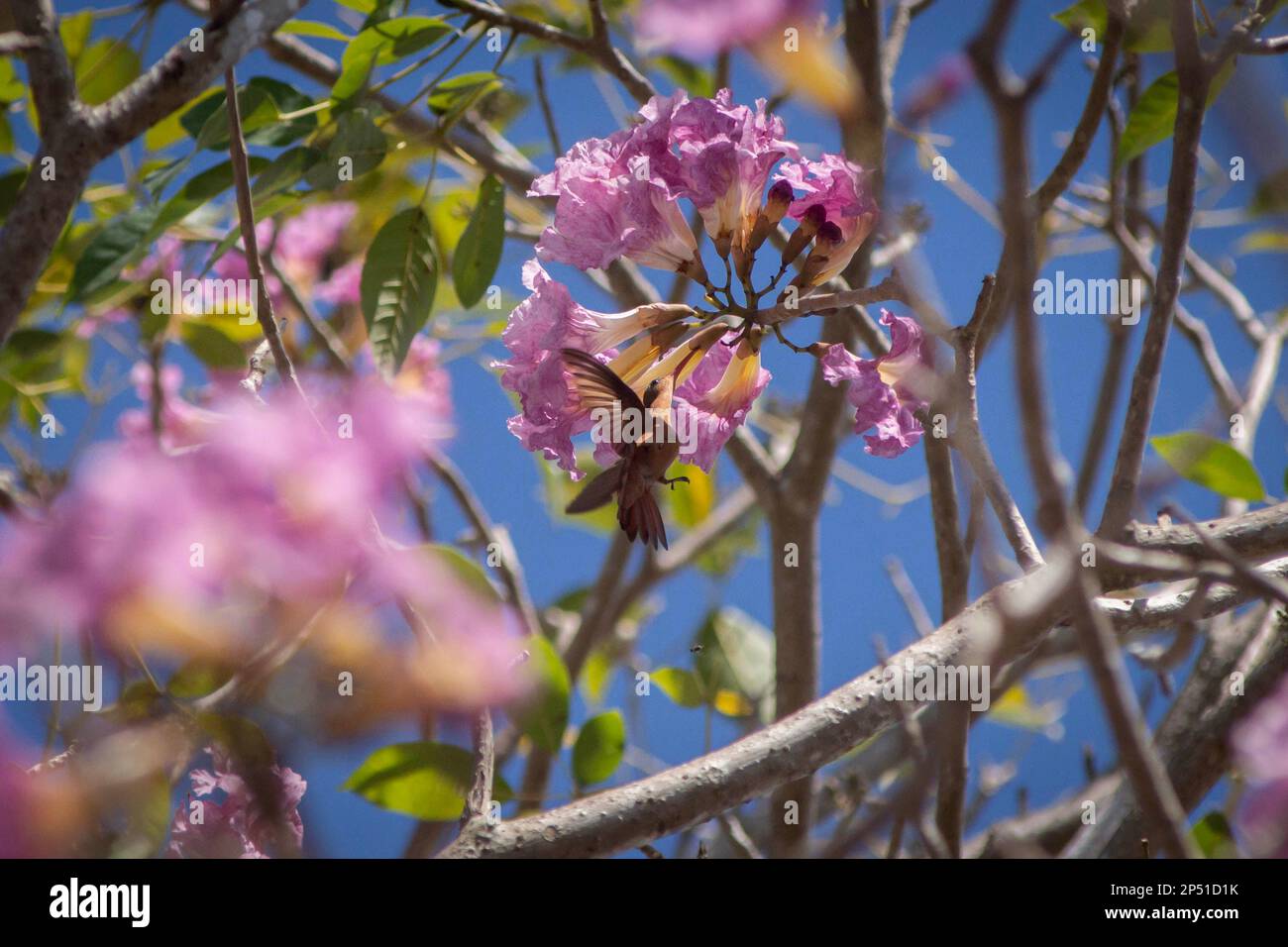 February 7, 2019, Yucatan, Mexico: Cinnamon Hummingbird feeds on the nectar of the flowers of the maculis tree. on February 7, 2019 in Yucatan, Mexico Stock Photo