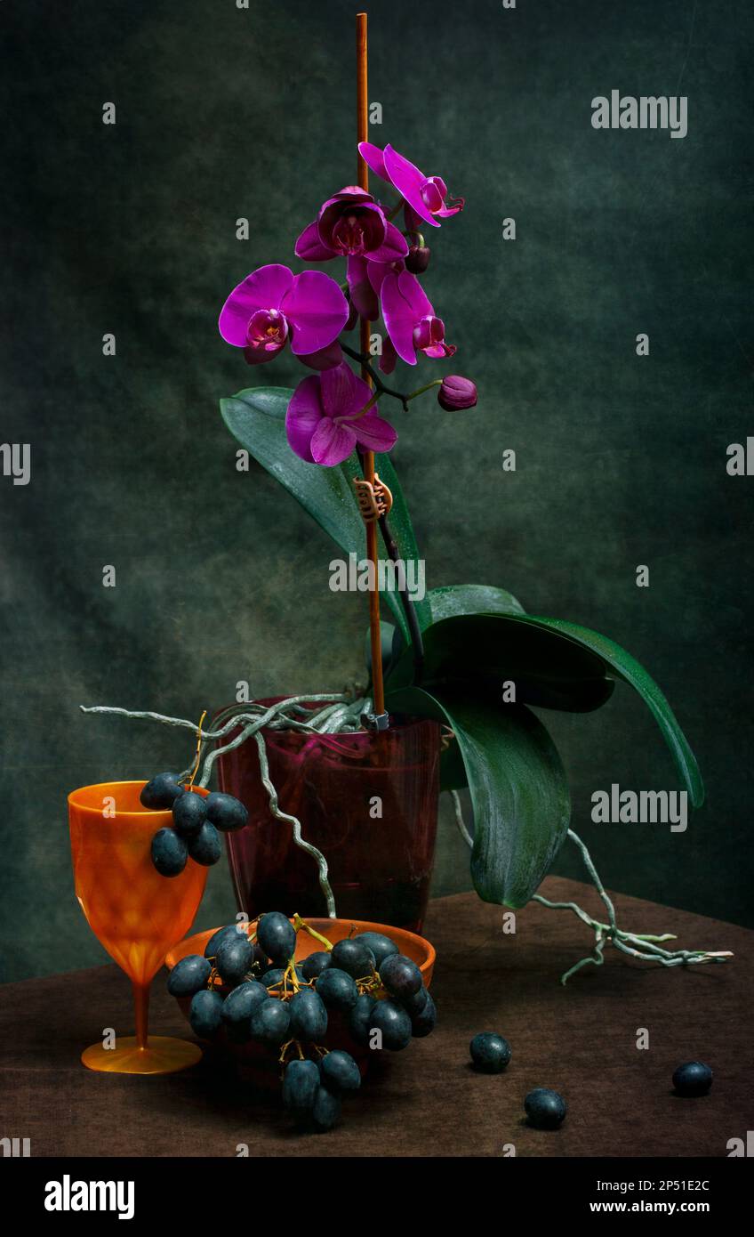 Phalaenopsis orchid bush in a pot on a dark background with grapes Stock Photo