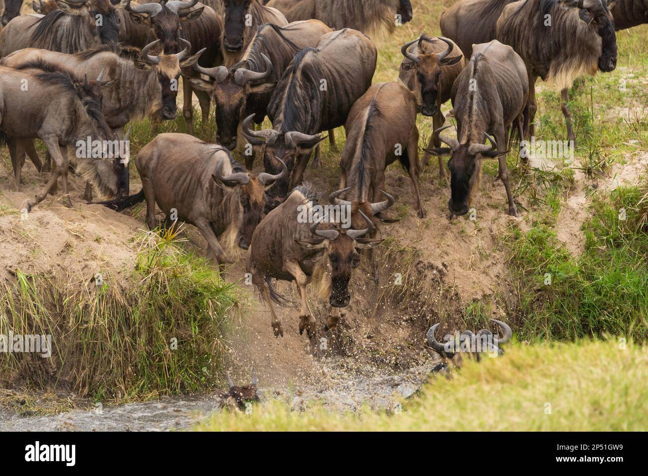 Big heard of wildebeast during Great Migration in the Masai Mara Kenya Stock Photo