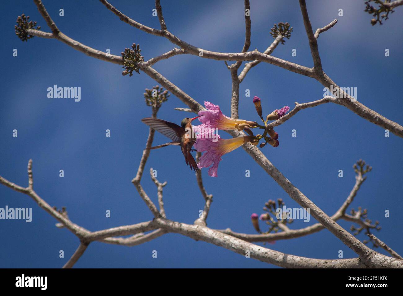 Yucatan, Mexico. 7th Feb, 2019. Cinnamon Hummingbird feeds on the nectar of the flowers of the maculis tree. on February 7, 2019 in Yucatan, Mexico./Eyepix Group (Credit Image: © Author/eyepix via ZUMA Press Wire) EDITORIAL USAGE ONLY! Not for Commercial USAGE! Stock Photo