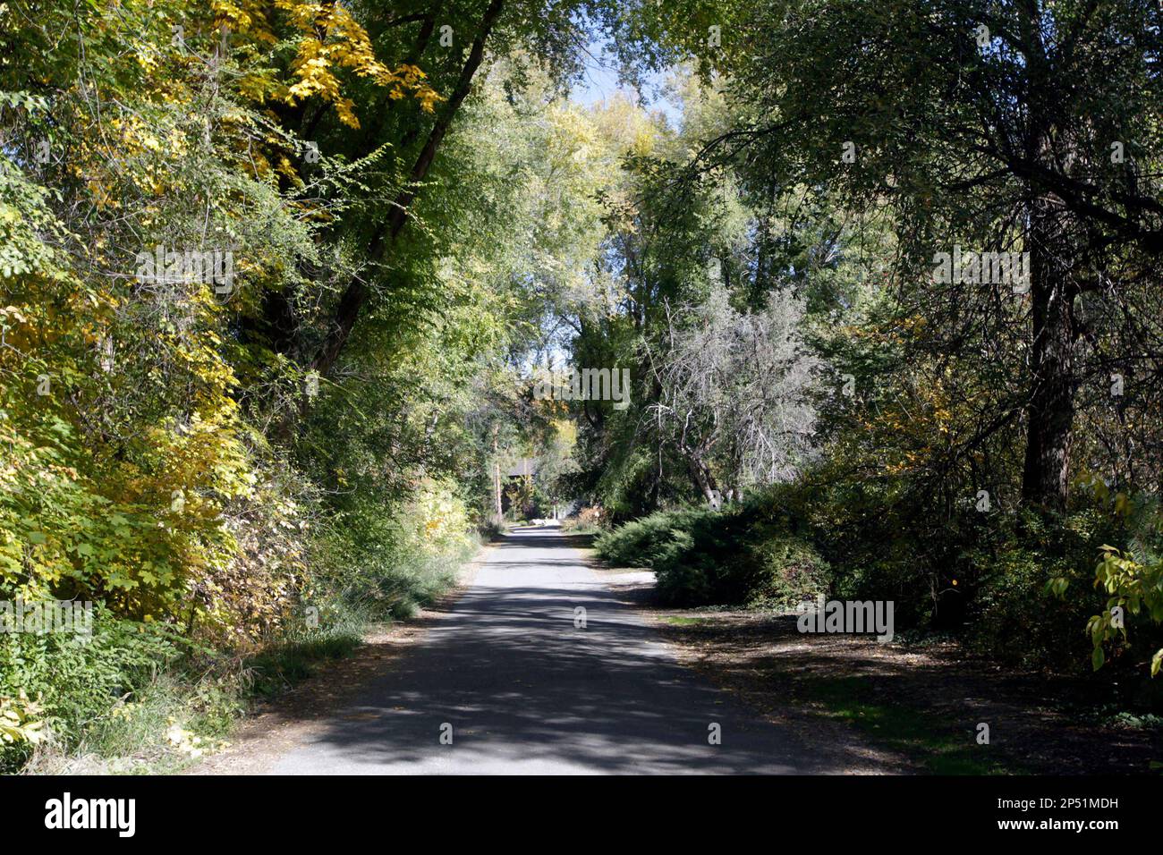 This undated photo shows the private tree-lined driveway near Walker Lane,  in Holladay, Utah, where Mitt Romney said he is planning to build a home.  His study features a book case that, image size:1300x956