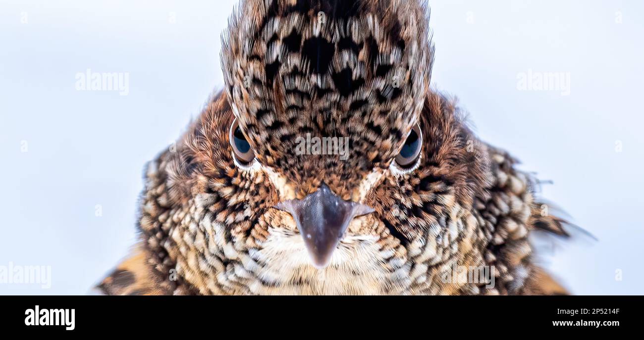 Close up view of the face of a male ruffed grouse (Bonasa umbellus) against a plain snow background Stock Photo