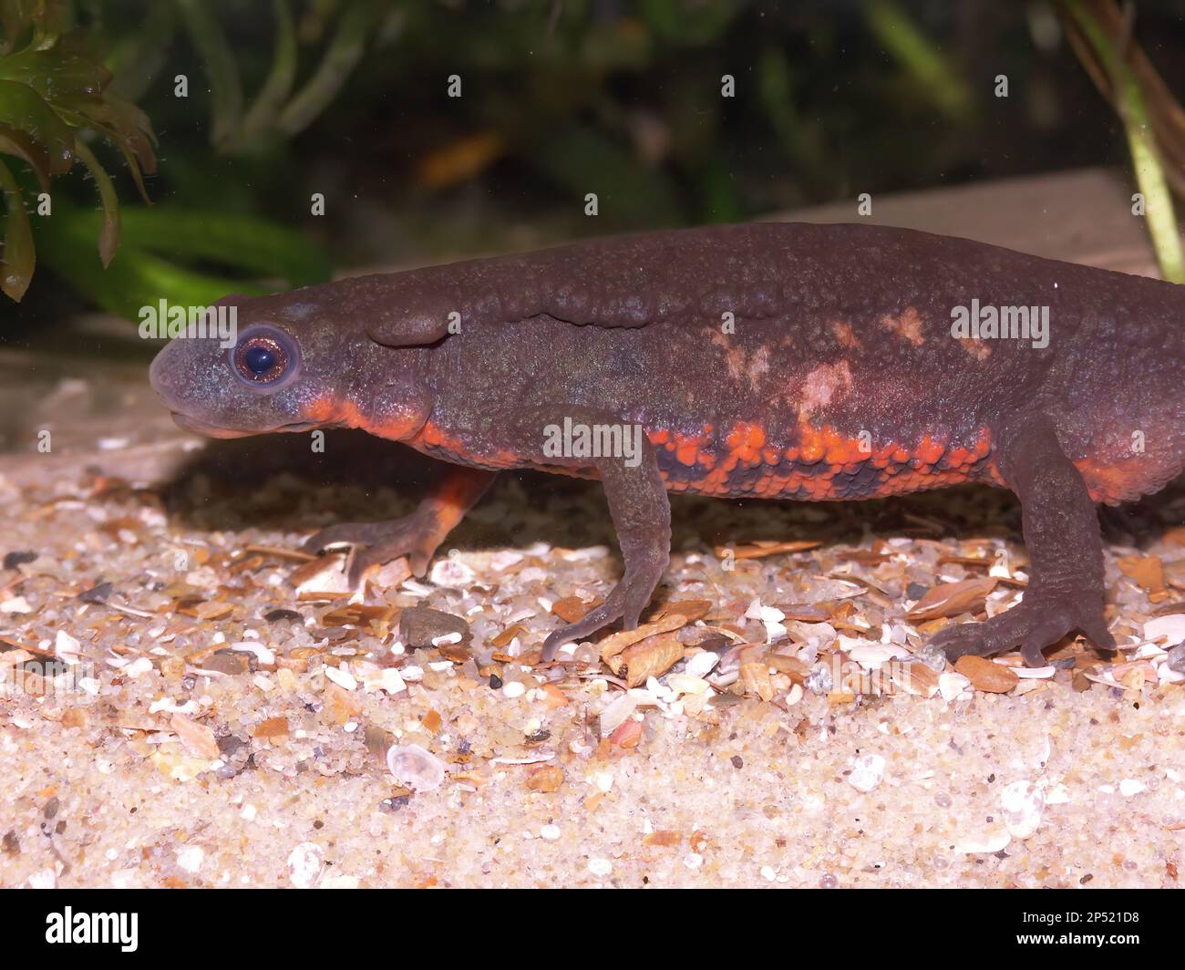 Detailed closeup on an aquatic colorful male Japanese fire-bellied newt ...