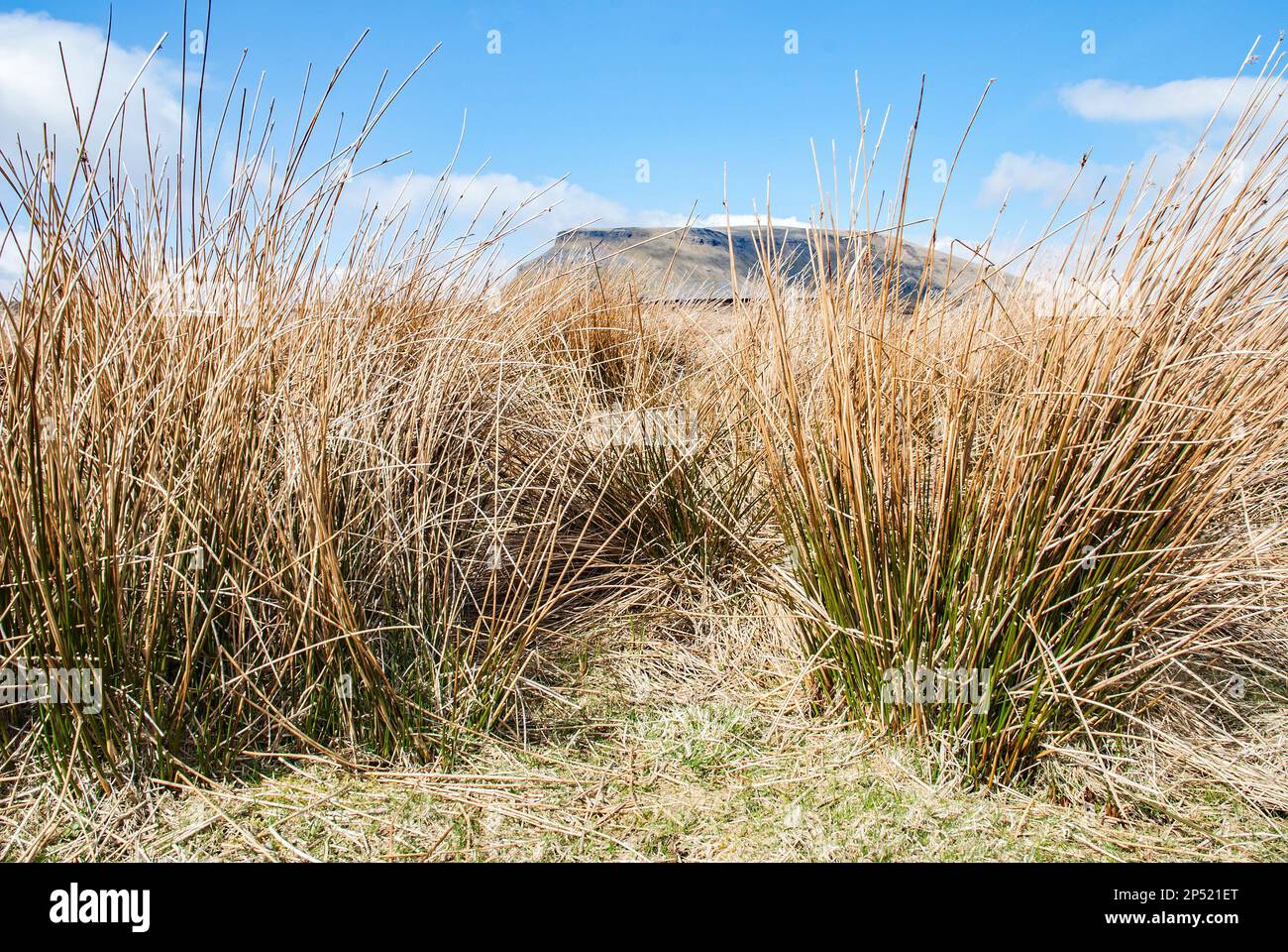 Peering through the moorland, wetland, spiky rush towards the iconic ...