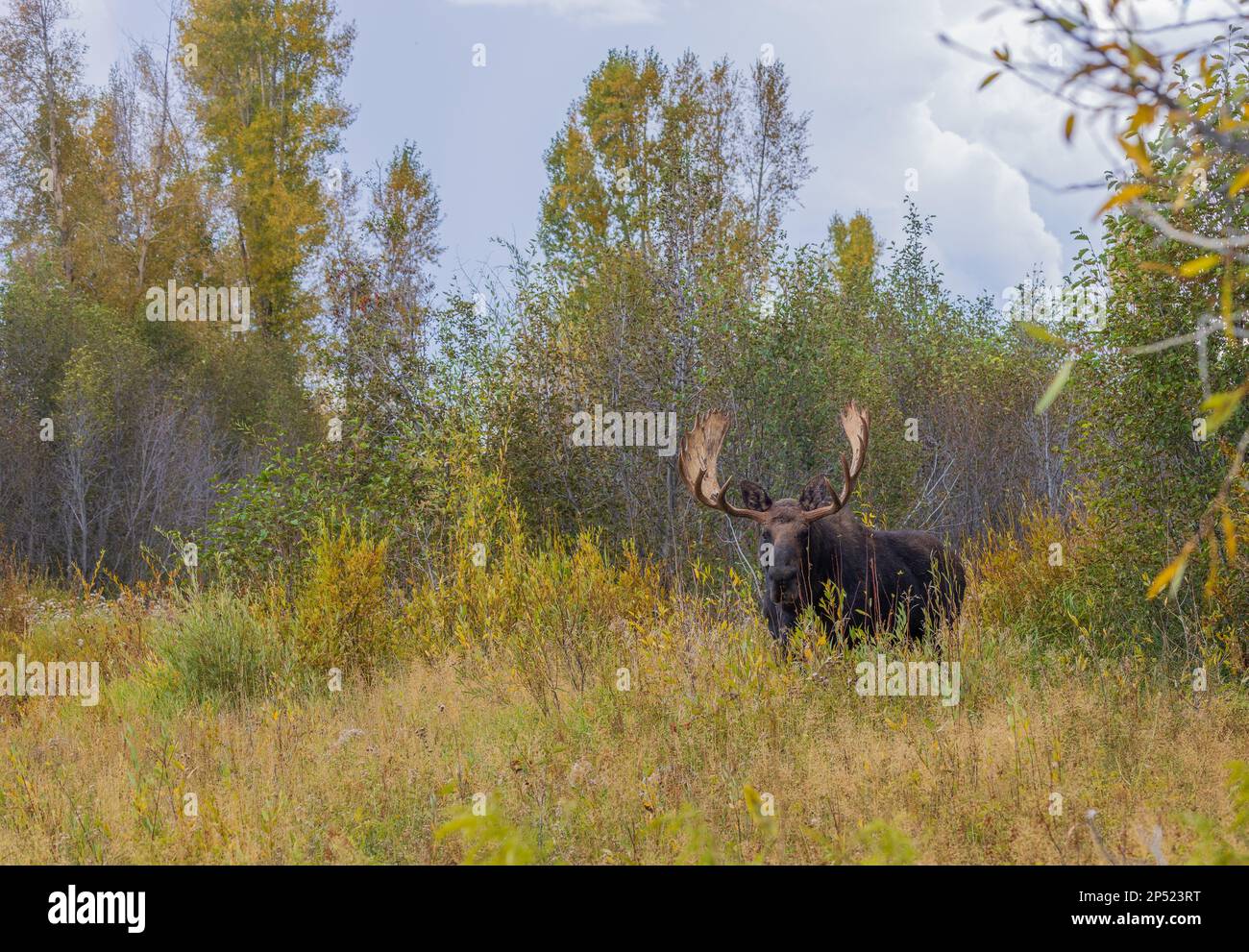 Bull Moose During the Fall Rut in Wyoming Stock Photo - Alamy