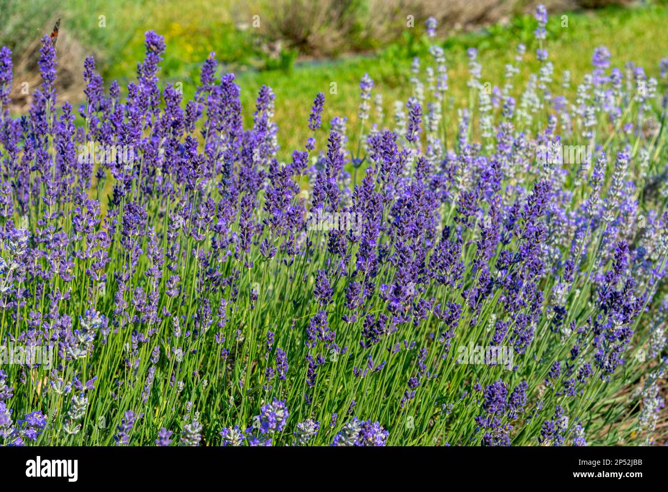 Purple flowering lavender in field on blurred background Stock Photo