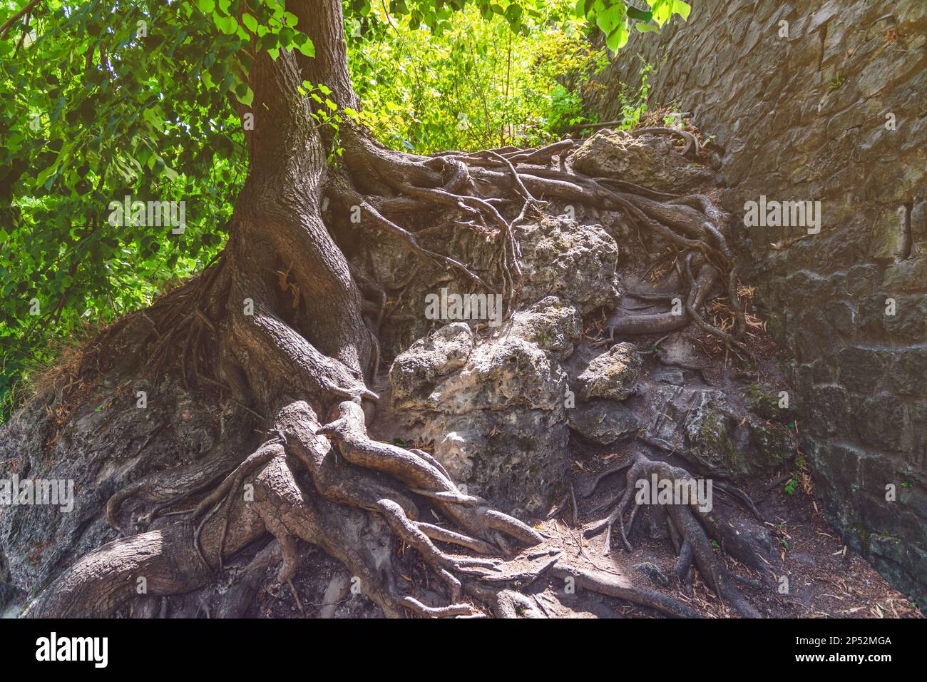 An interesting root system of a tree, Lillafüred, Hungary Stock Photo ...