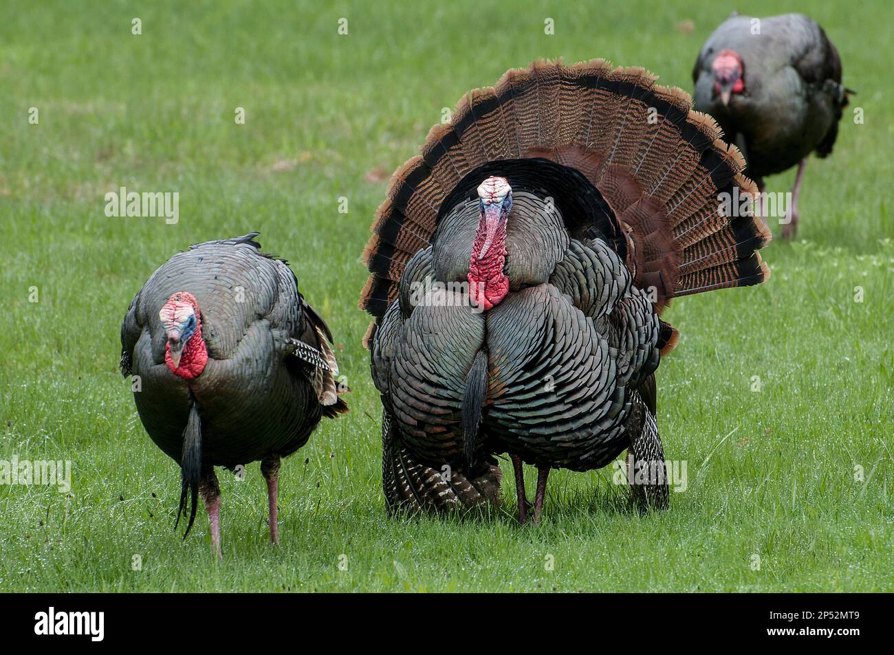 2 Gobblers (adult male) Eastern Wild Turkey displaying their feathers to attract near-by hens (female) during Spring breeding season. Stock Photo
