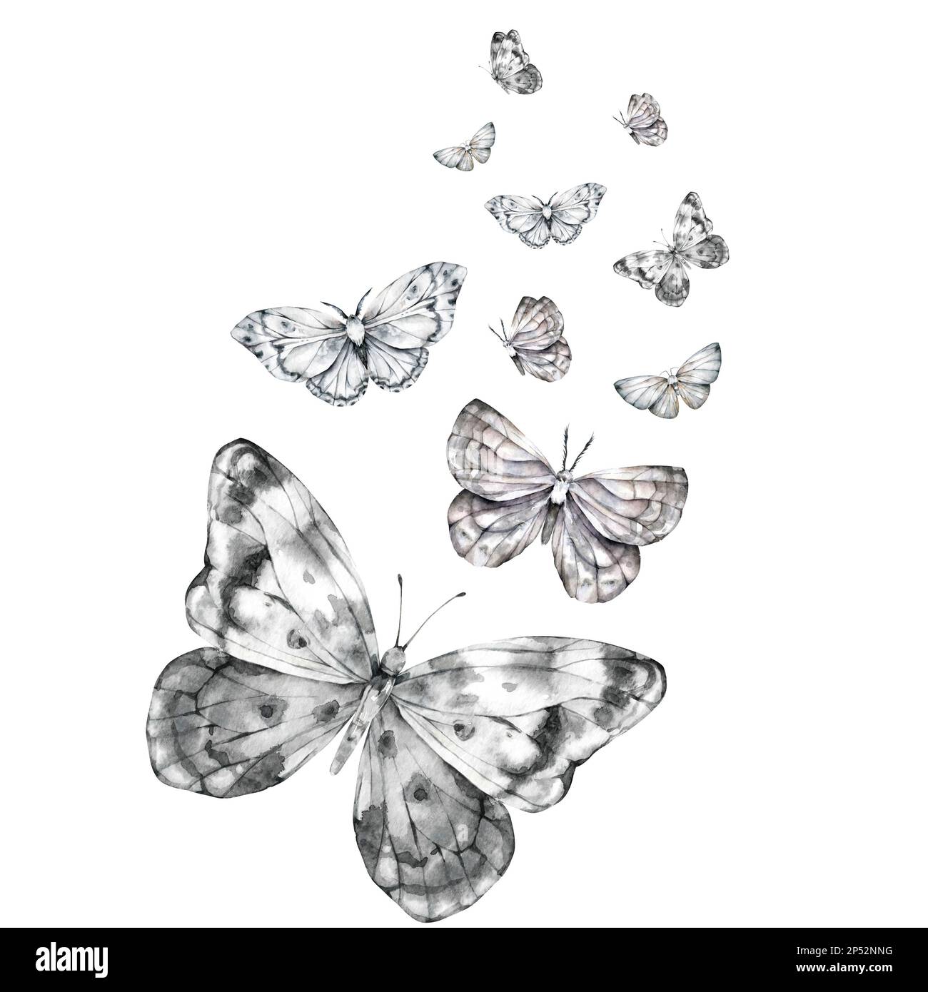 Black and white butterflies watercolor illustration. Plants and