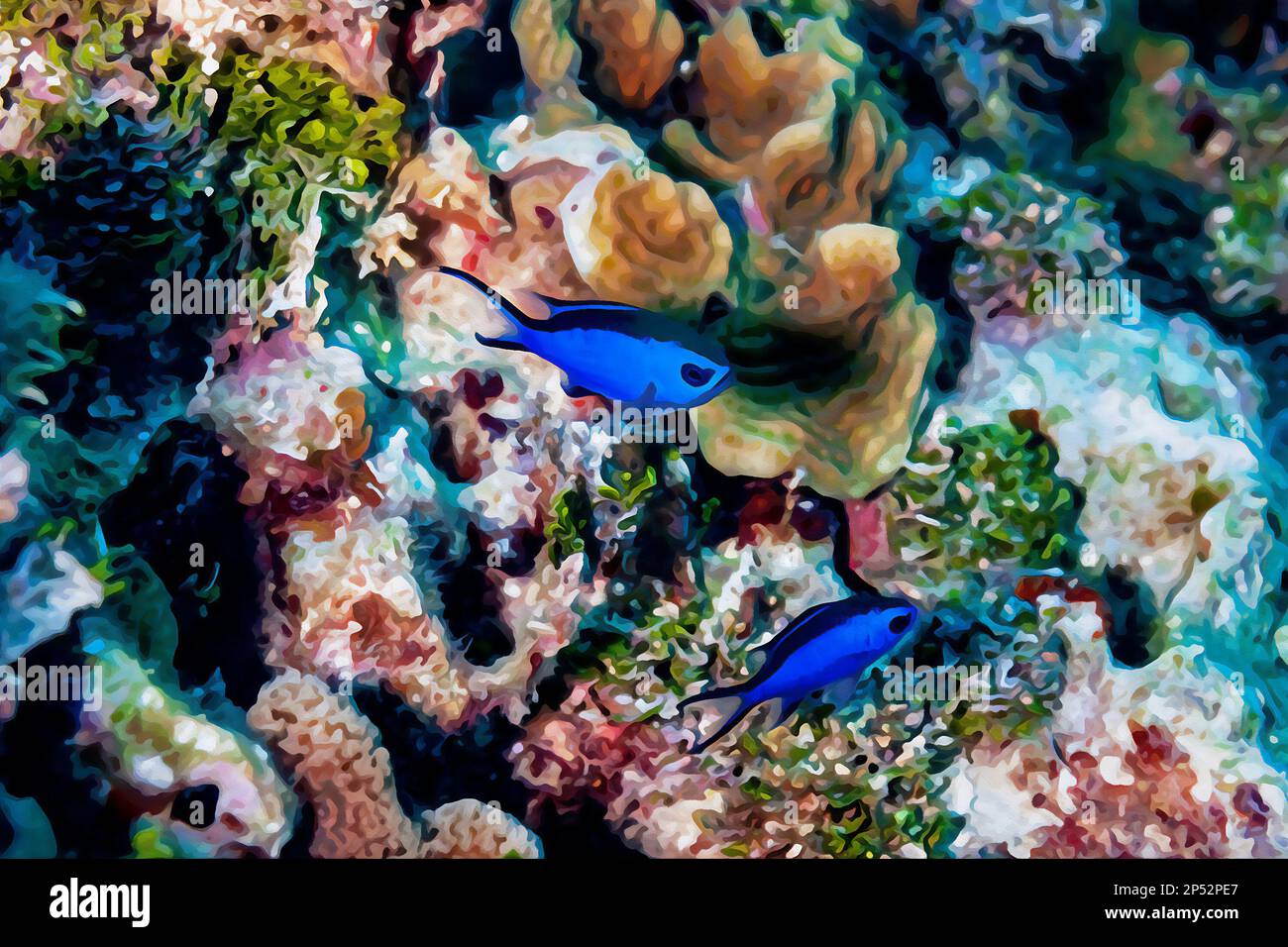 Digitally created watercolor painting of a pair of Blue Chromis damelfish Chromis cyanea swimming over the coral reef Stock Photo