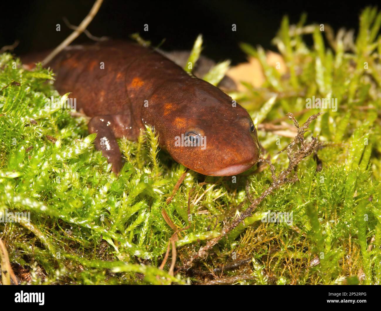 Detailed closeup on the huge Chinese paddletail newt, Pachytriton D , posed  on green moss Stock Photo - Alamy