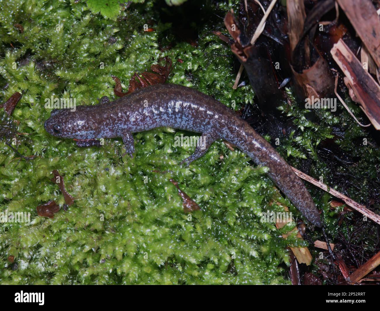 Closeup on a colorful blue juvenile of the endangered endemic Japanese Tokyo salamander, Hynobius tokyoensis Stock Photo