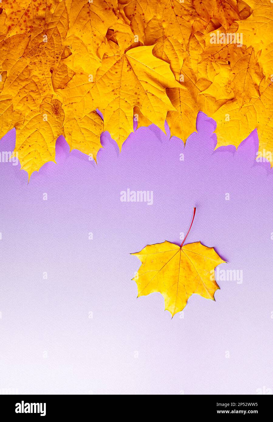 One maple leaf hi-res stock photography and images - Alamy