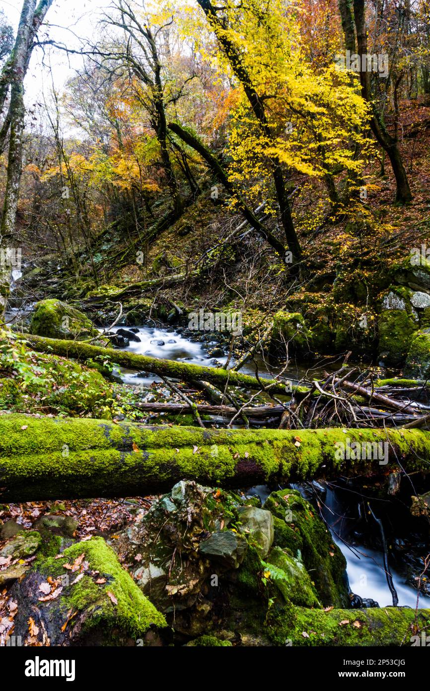 UK Woods in Autumn or Fall with dropped leaves on the Torrent Walk or Llwybr Clywedog, near Dolgellau, Snowdonia, North Wales, UK with river or stream Stock Photo