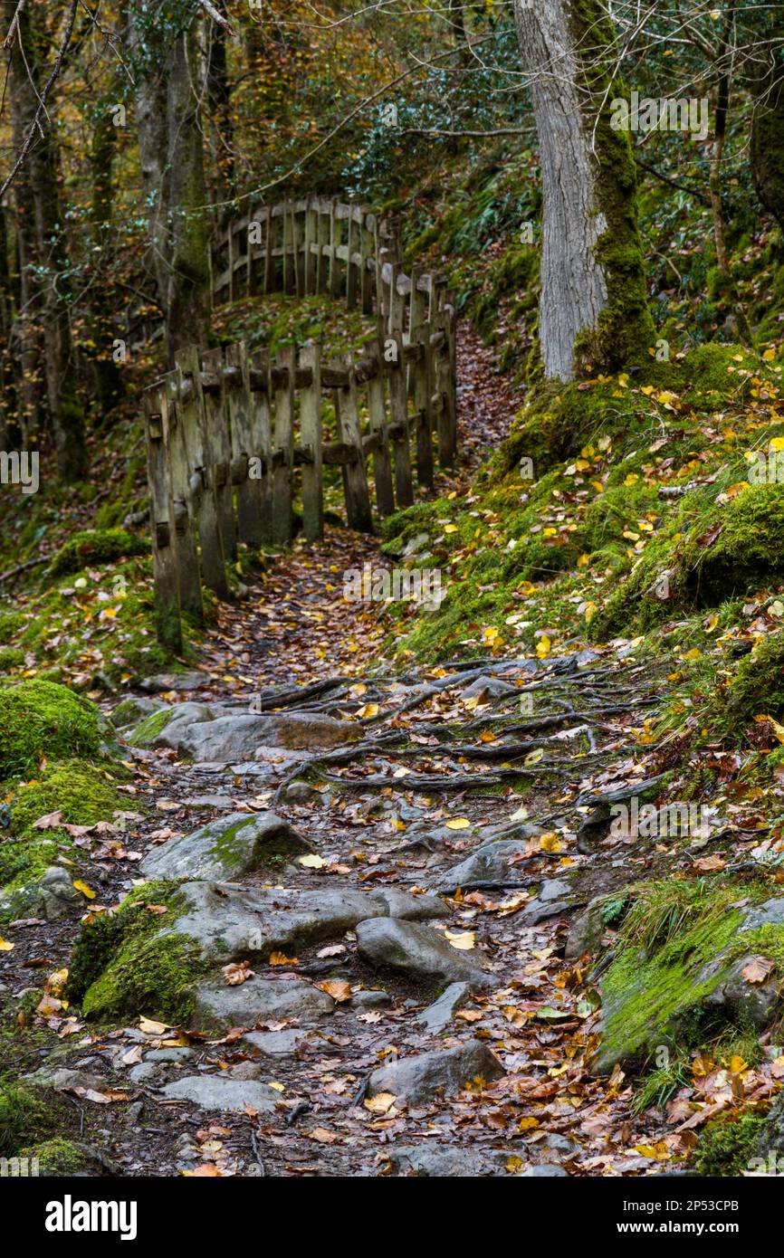 UK path with snaking fence in Woods in Autumn or Fall with dropped leaves on the Torrent Walk or Llwybr Clywedog, near Dolgellau, Snowdonia, North Wal Stock Photo