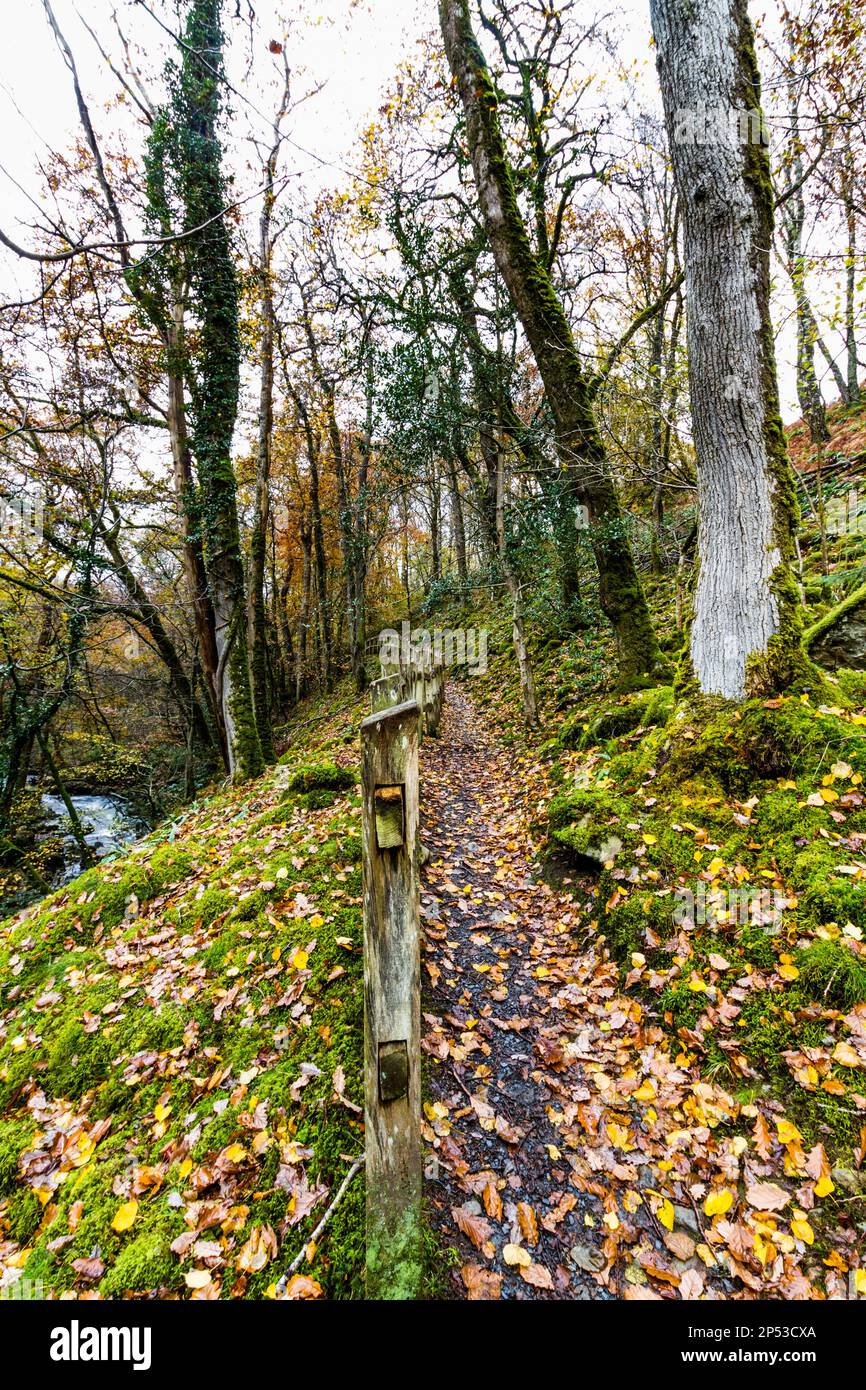 UK path with fence in Woods in Autumn or Fall with dropped leaves on the Torrent Walk or Llwybr Clywedog, near Dolgellau, Snowdonia, North Wales, UK w Stock Photo