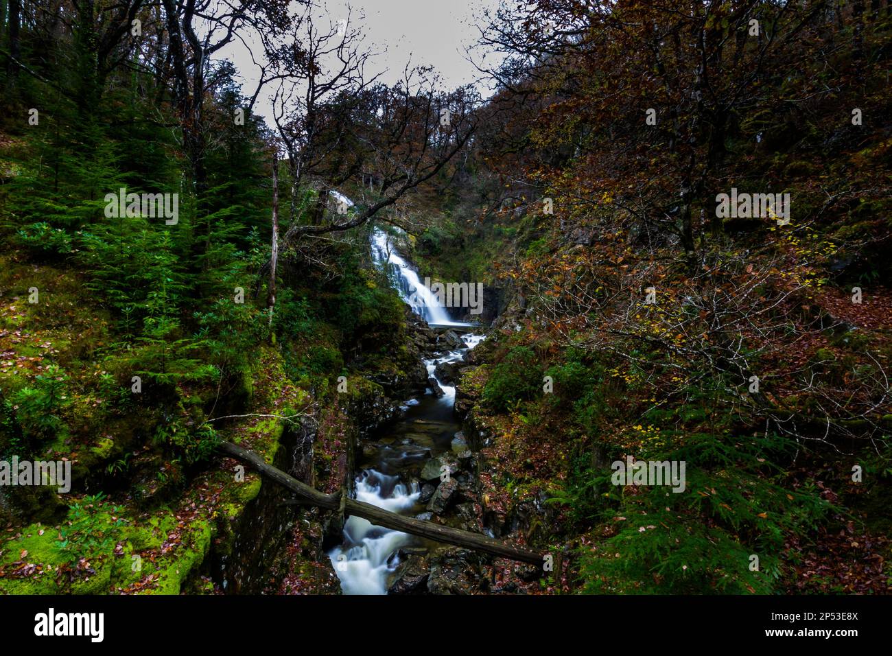 Pistyll y Cain Waterfall in Coed y Brenin Forest Park in Autumn, fall, portrait near Dolgellau, Snowdonia, North Wales, UK, landscape, wide angle Stock Photo