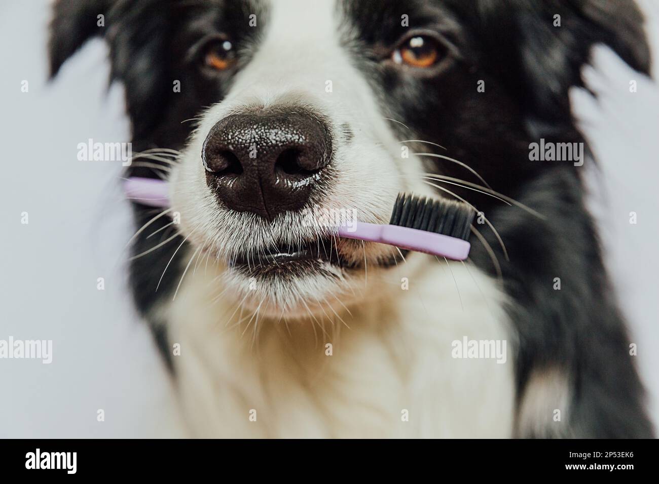Cute smart funny puppy dog border collie holding toothbrush in mouth isolated on white background. Oral hygiene of pets. Veterinary medicine dog teeth health care banner Stock Photo Alamy