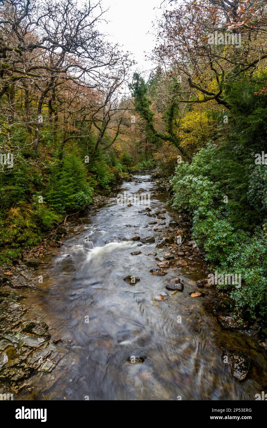 UK river in autumn fall. River Afon Mawddach in Coed y Brenin Forest Park in Autumn, fall near Dolgellau, Snowdonia, North Wales, UK, portrait Stock Photo