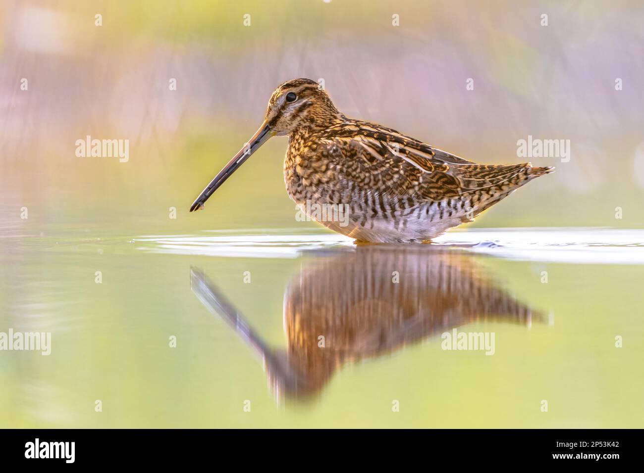 Common snipe (Gallinago gallinago) is a small, stocky wader bird native to the Old World. Breeding habitats are marshes, bogs, tundra and wet meadows Stock Photo