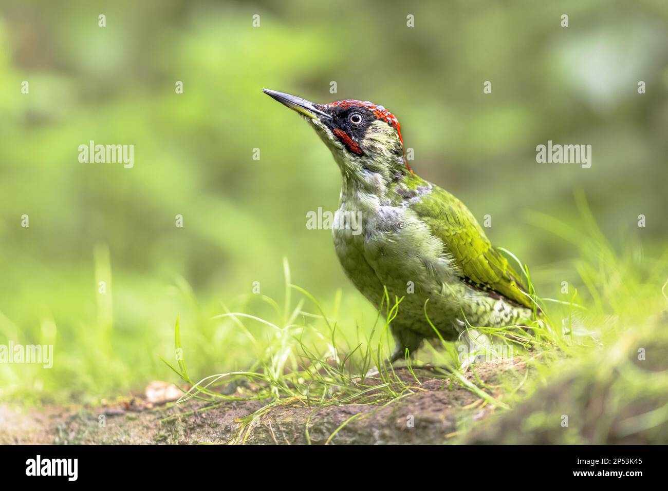 European Green Woodpecker (Picus viridis) on tree in European forest. Bird in natural habitat. Wildlife scene of nature in Europe. Stock Photo