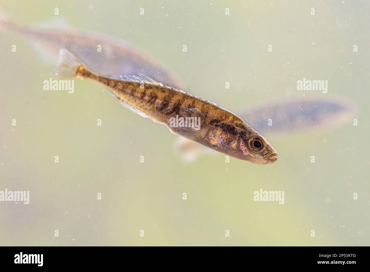 Ninespine stickleback (Pungitius pungitius) freshwater fish in natural habitat of pond. swimming in water of river. Wildlife scene of nature in Europe Stock Photo