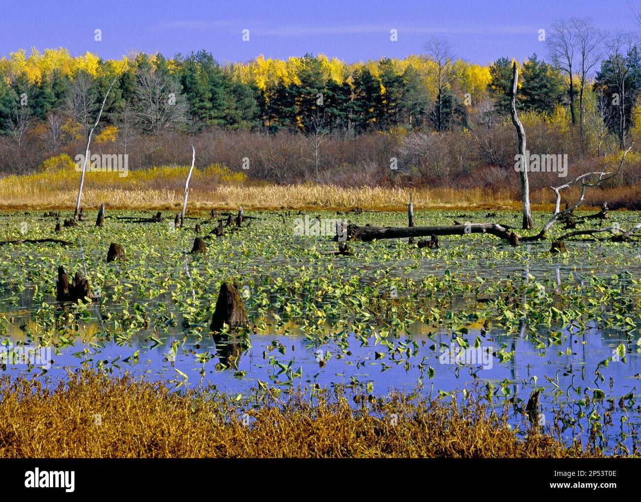 Siegel Marsh in autumn on State Game Lands #218 in Erie County, Pennsylvania Stock Photo