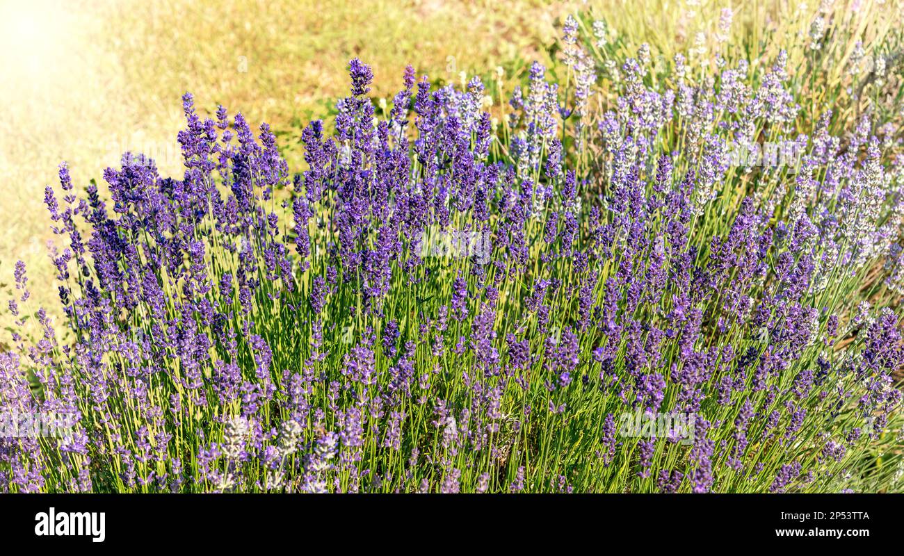 Purple flowering lavender in field on blurred background with sunset light Stock Photo