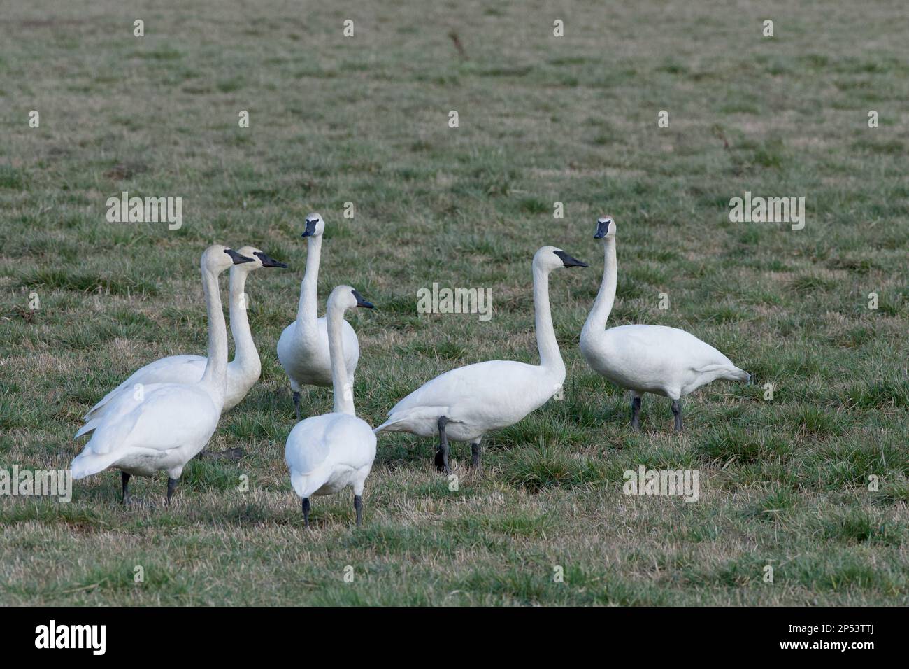 Six trumpeter swans, Courtenay, B.C Canada. Stock Photo