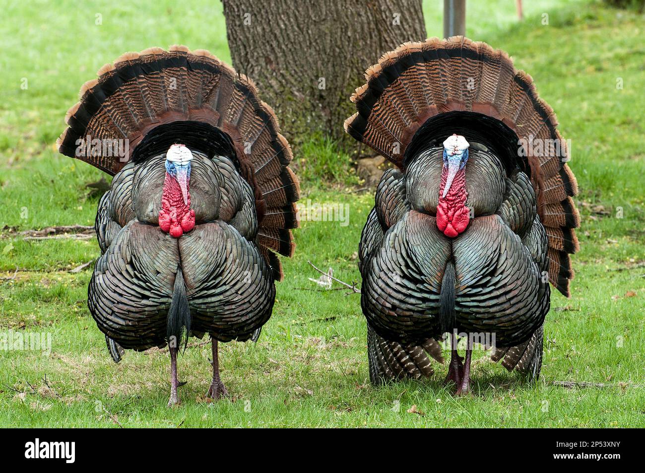 2 Gobblers (adult male) Eastern Wild Turkey displaying their feathers