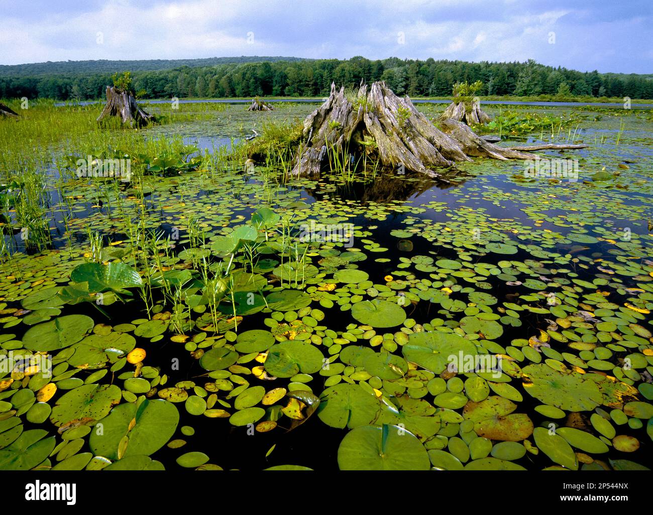 An extensive wetland surrounds Black Moshannon Lake at Black Moshannon State Park in Centre County, Pennsylvania Stock Photo