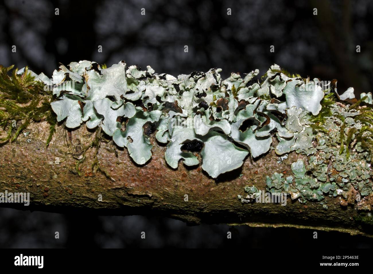 Parmotrema perlatum is usually found on trees but also on rocks. It occurs throughout temperate Northern and Southern hemispheres. Stock Photo