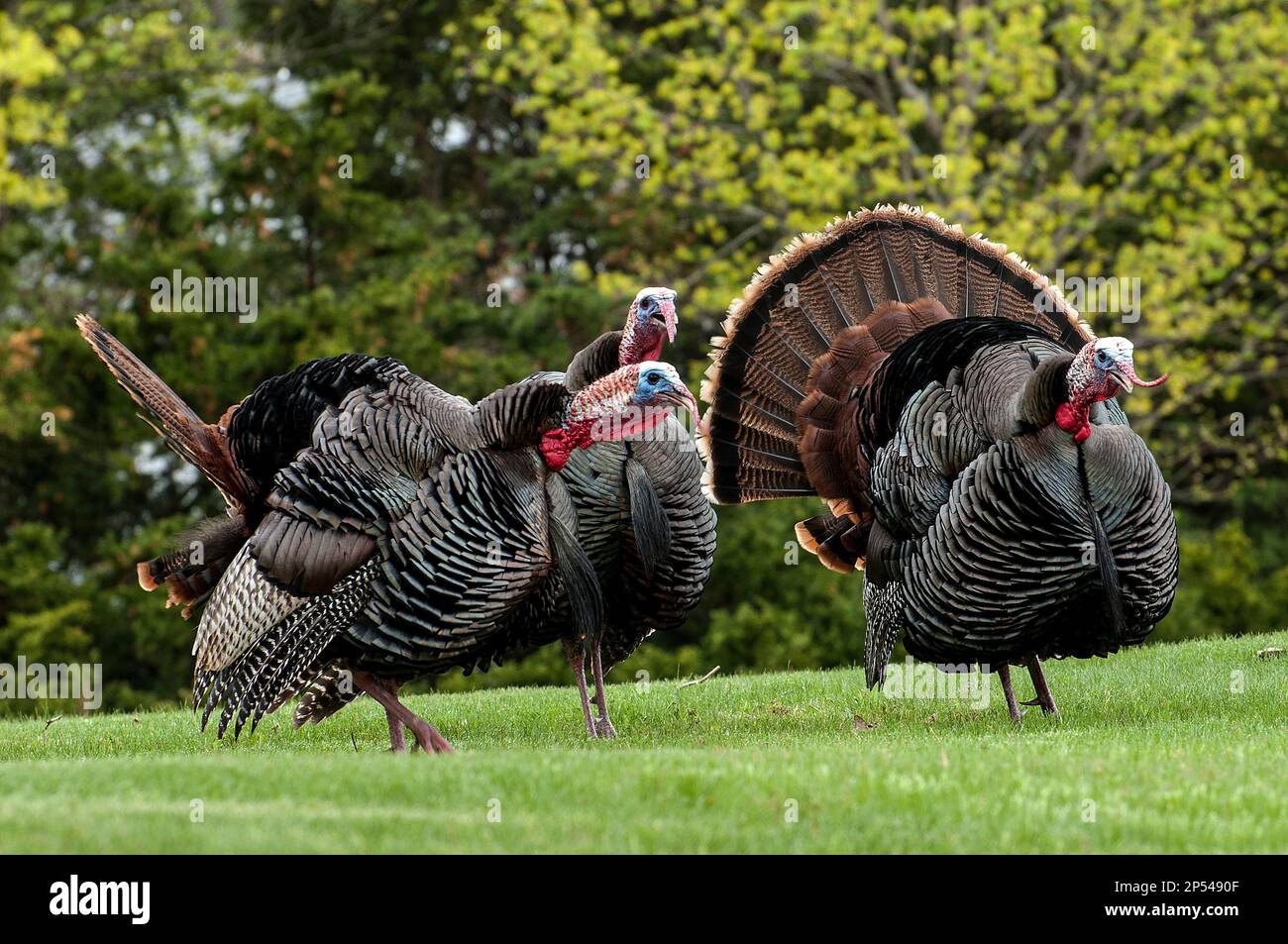 3 Eastern wild turkey Male, or toms gobble in the direction of a single