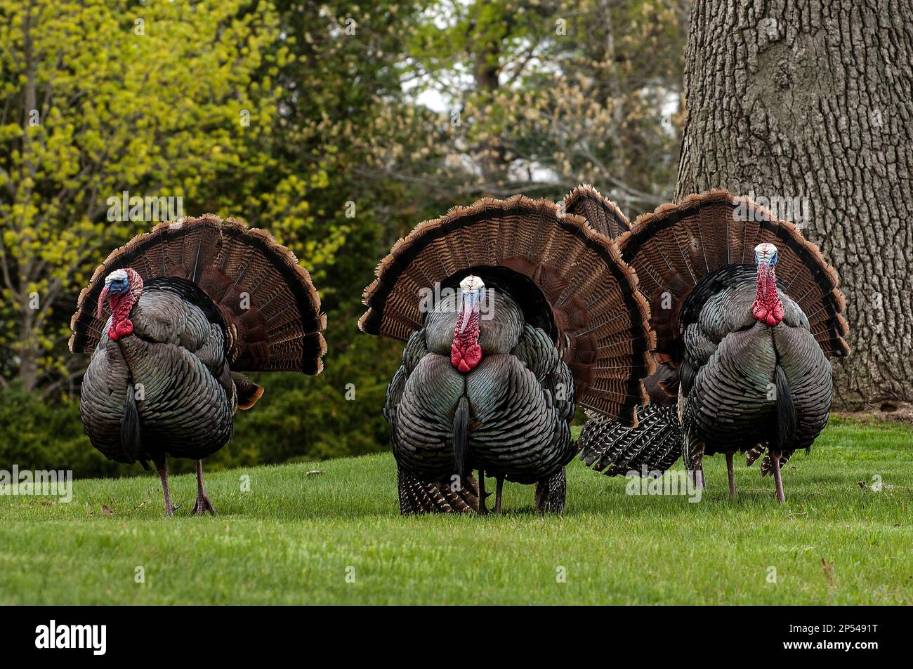 3 Eastern wild turkey Male, or toms display their feathers during