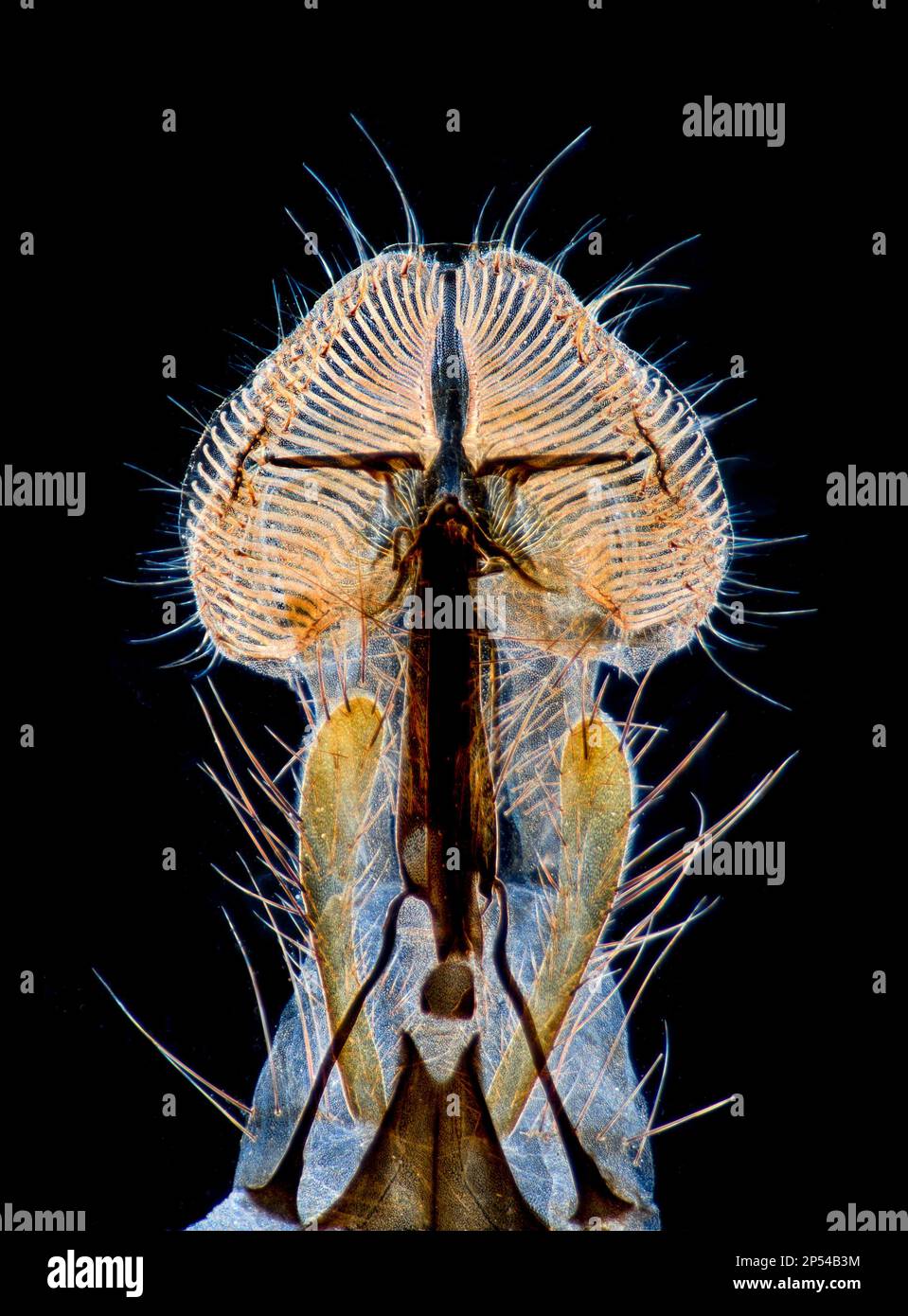 Fly Proboscus Fly proboscis photomicrograph hi-res stock photography and images - Alamy