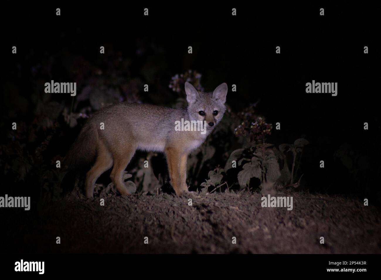 A Bengal Fox (Vulpes bengalensis) pup wandering close to its den. Stock Photo