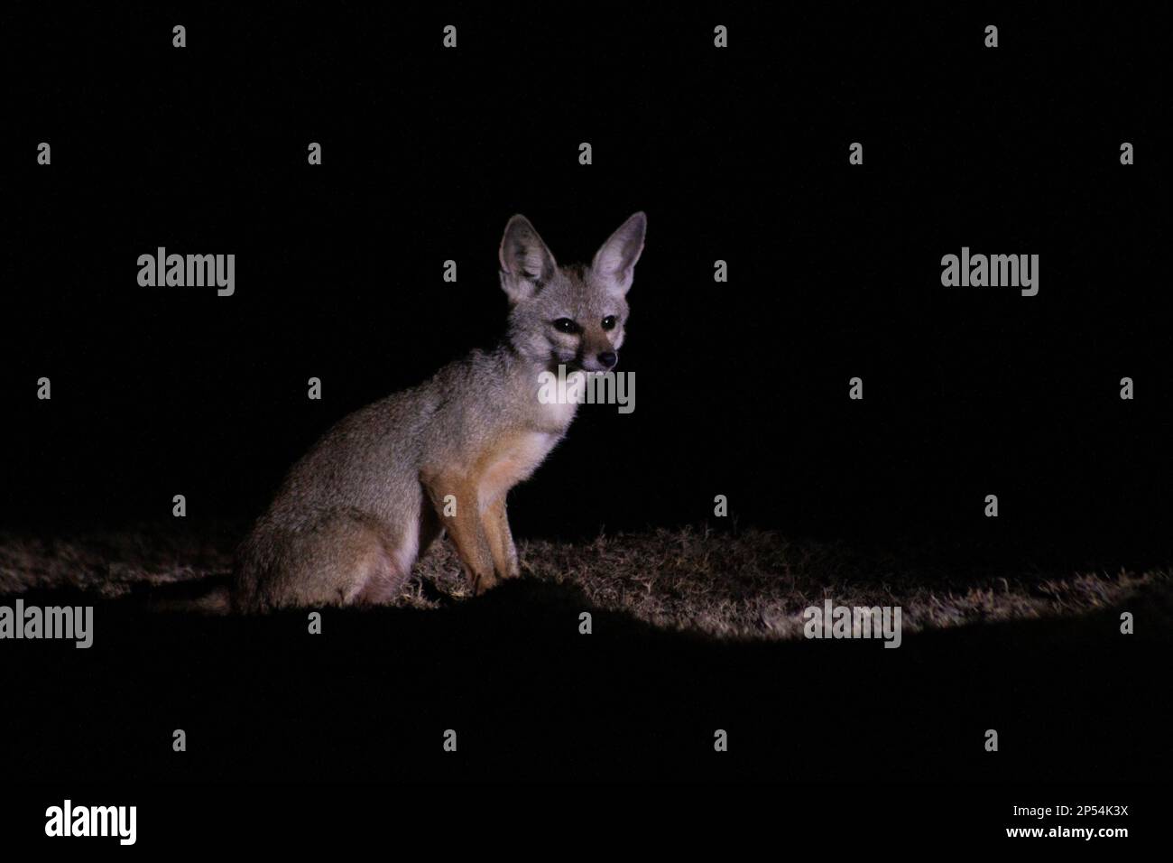 Adult Bengal Fox (Vulpes bengalensis) stooping to look at the camera while foraging. Stock Photo
