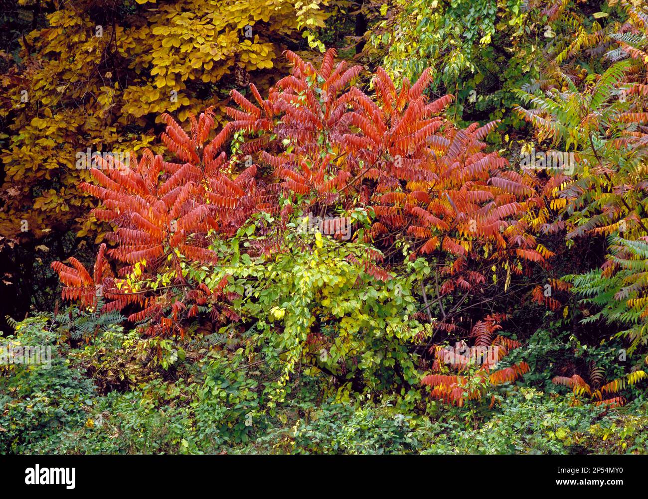 Staghorn Sumac displaying autumn color at Erie Bluffs State Park, Pennsylvania Stock Photo