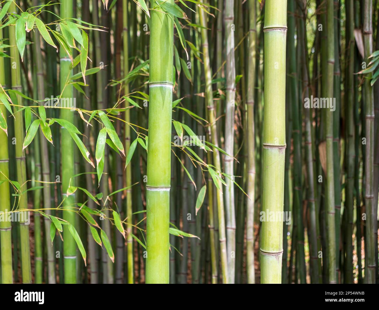 Bamboo Grass Hi res Stock Photography And Images Alamy Bamboo Grass Hi res Stock Photography And Images Alamy
