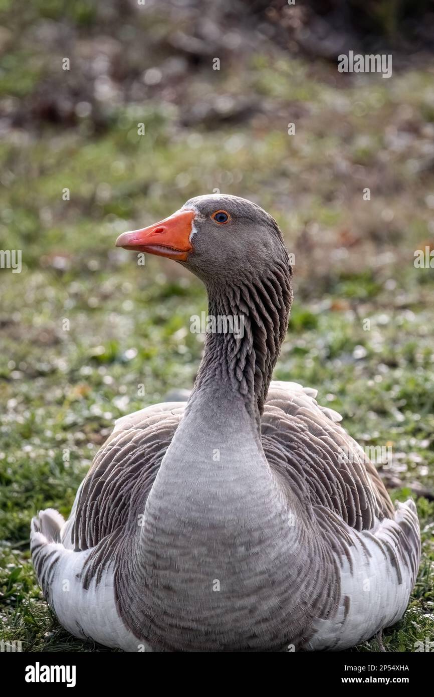 Homestead goose hi-res stock photography and images - Alamy