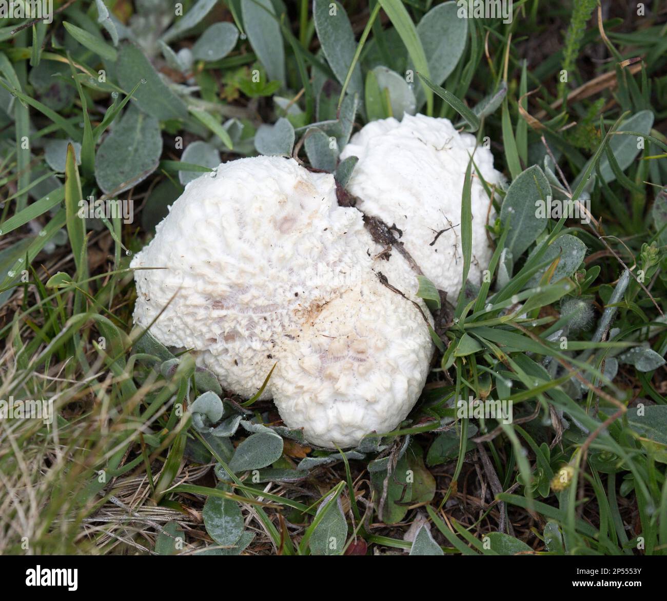 View of peeling puffball in north of Italy Stock Photo