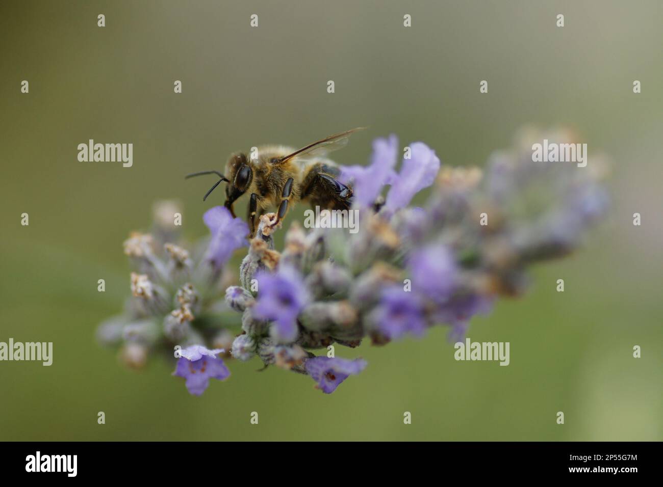Macro bee on lavender blossom Stock Photo