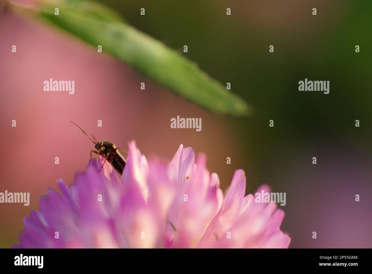 Bukett hi-res stock photography and images - Alamy