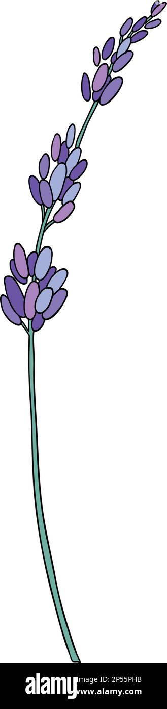 Lavender flower. Provence floral herb with purple blooms. Botanical drawing of French field Lavandula. Blossomed lavander. Colored hand-drawn vector Stock Vector