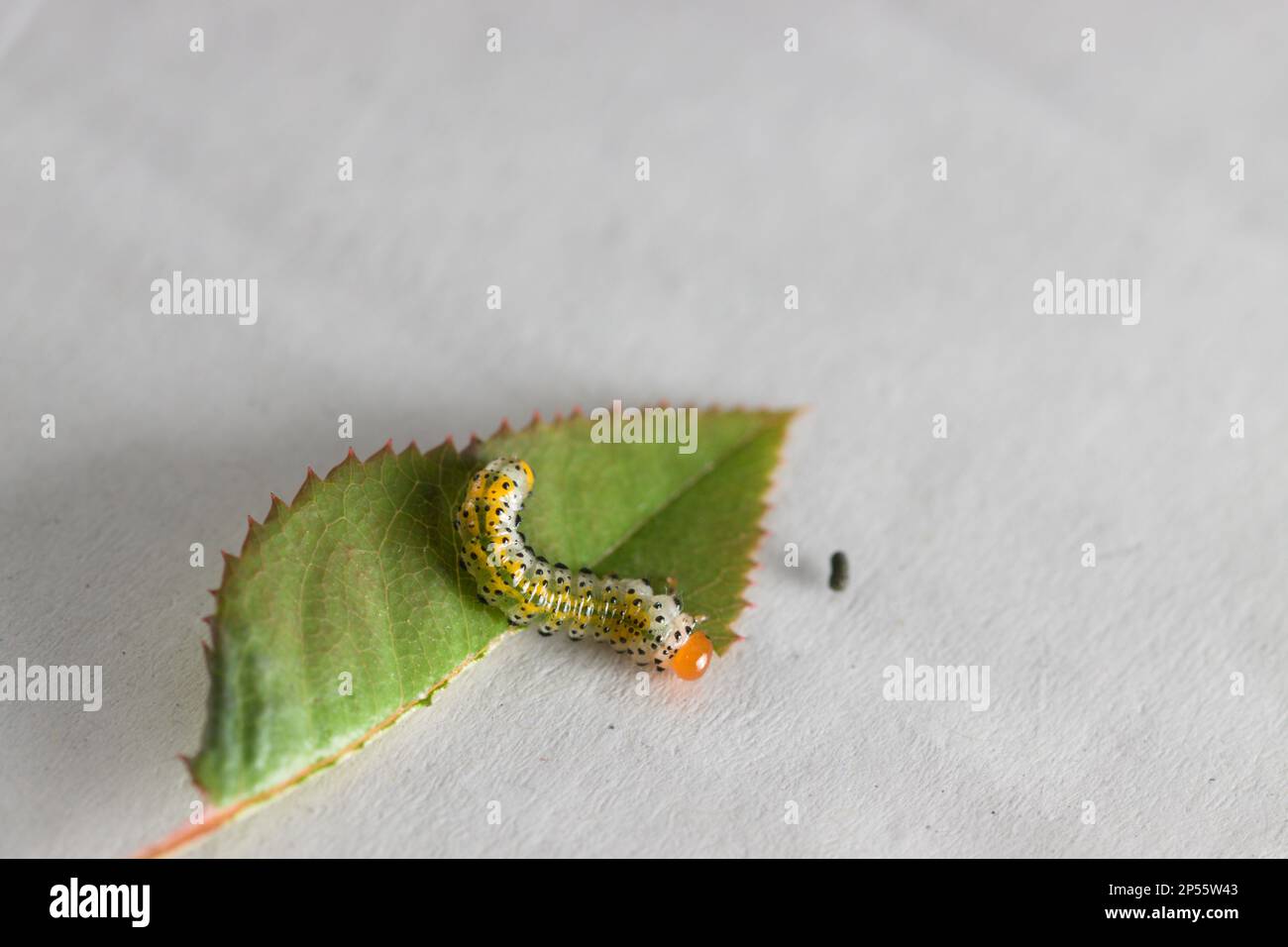 Close-up of a false rose caterpillar (Arge ochropus) insect that feeds on the leaves of the rose bush in the gardens Stock Photo