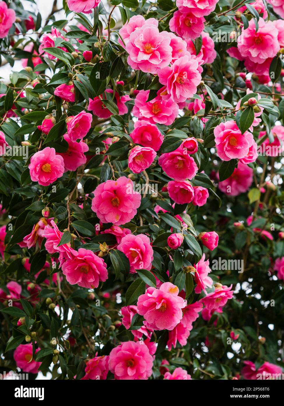 Massed late winter display of the free flowering pink semi double evergreen, Camellia x williamsii 'Donation' Stock Photo