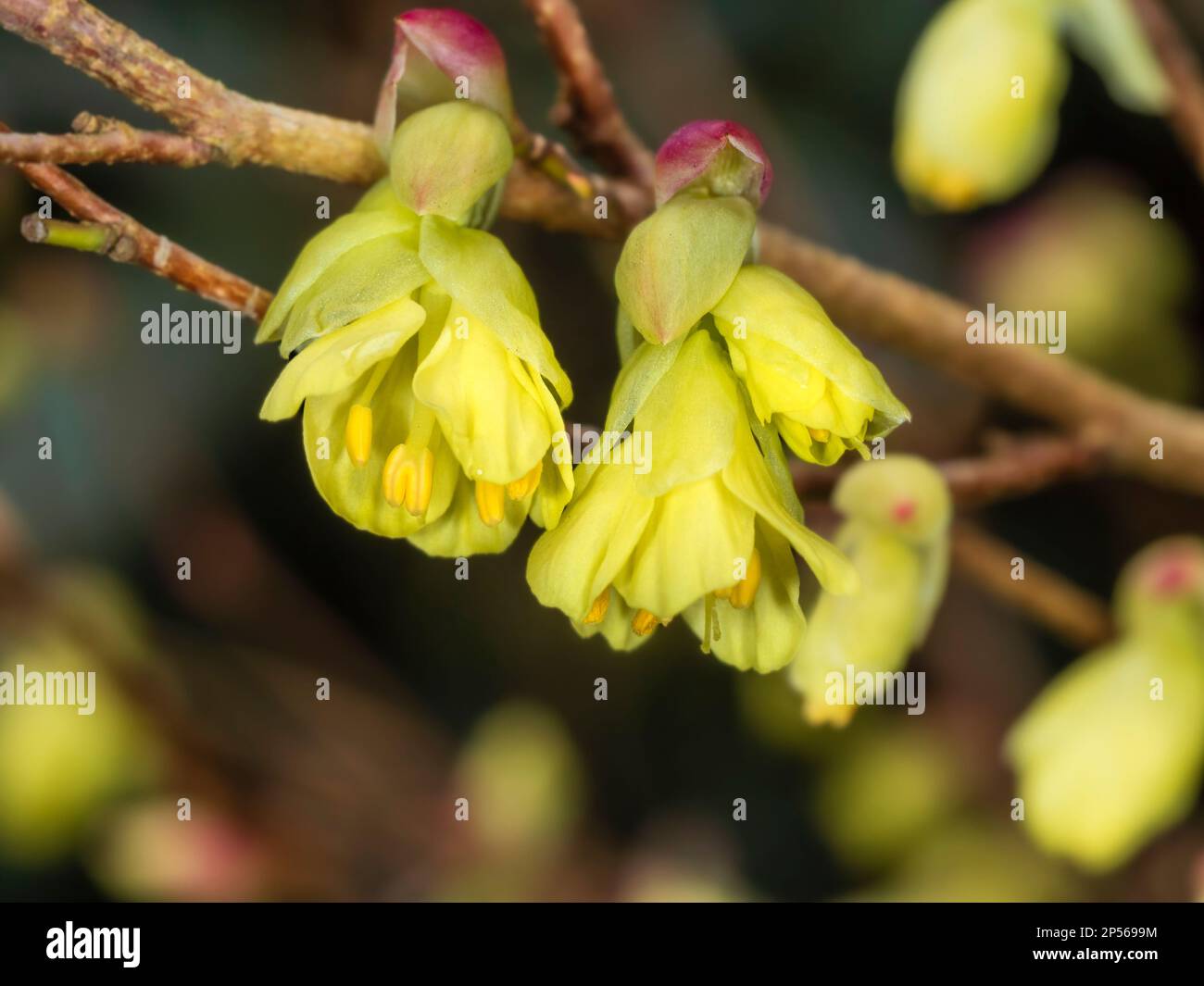 Pale yellow early spring flowers of  the hardy shrub Corylopsis pauciflora Stock Photo